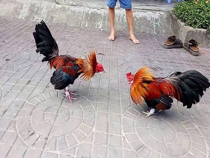 Xem đá gà phát lại ở đâu? Làm thế nào để xem đá gà phát lại? 6 Đá gà phát lại 6