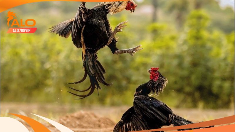 Xem đá gà thomo ở đâu uy tín và cần lưu ý những gì? 7 Lưu ý khi xem đá gà trực tiếp